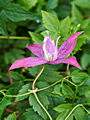 Clematis atragene Betina IMG_6656 Powojnik